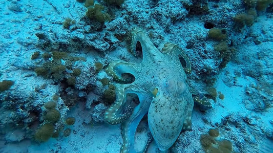What Octopus Colour Change Can Teach Us About Liquid Crystal, Thermochromic, and Hydrochromic Materials